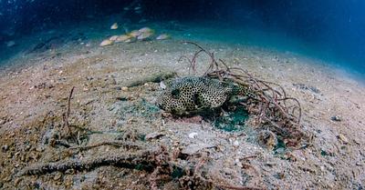 UK Government Moves to Expand Ban on Destructive Ocean Bottom Trawling