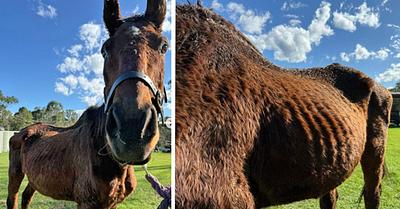 Phoenix the Horse Begins New Life After Rescue from Racing Industry