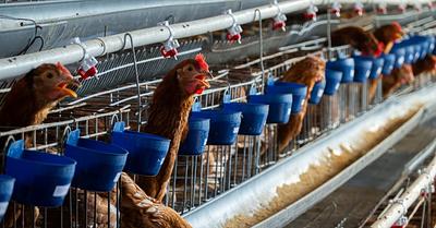 UK High Court Overturns 200,000-Bird Megafarm Approval in Shropshire 