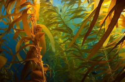 Seaweed-Based Growth Media Could Replace Traditional Cell Culture Media in Cultivated Meat Production