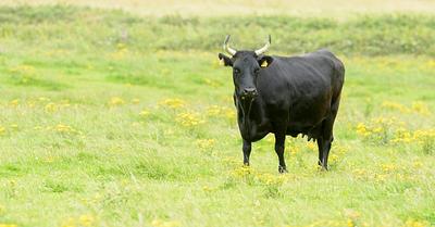 What is Wrong with Keeping “Rare Breeds” of Farmed Animals?