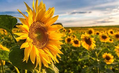 Sunflower Meal Is A ‘Promising’ New Protein Base For Meat Alternatives, Says Study