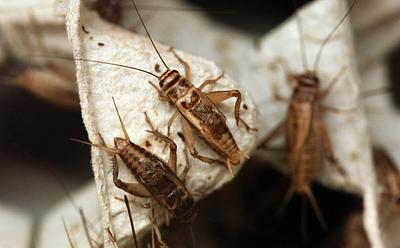 Plant-Based Foods ‘More Viable’ Option Than Insect-Based For Replacing Meat