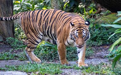 Ex-Zookeeper On ‘Widespread’ Practice Of Donating Unwanted Pets To Predators