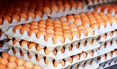 Egg Industry in Transition? 3.3 Million Hens Now Cage-Free