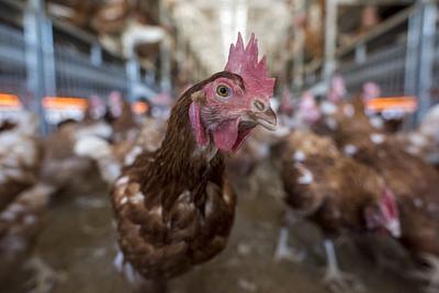 Humane World for Animals Launches Global Cage- and Crate-Free Guide to Help Companies Meet Animal Welfare Commitments