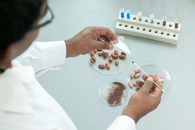 Barry Callebaut Explores Cocoa Cell Culture Technology in Partnership With Zurich University of Applied Sciences