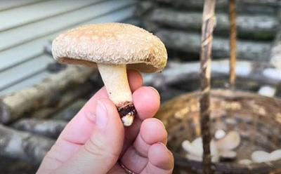 How To Grow Your Own Shiitake Mushrooms