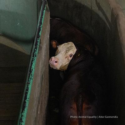 Argentina’s kill floors: What animals see before they die