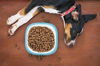 Study: Plant-Based Diets Can Be Nutritionally Adequate for Dogs