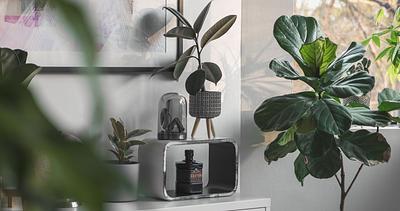 How plants can improve your mental health