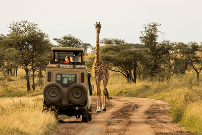 Exploring the ethics of animal tourism: Evaluating its morality through the lens of veganism