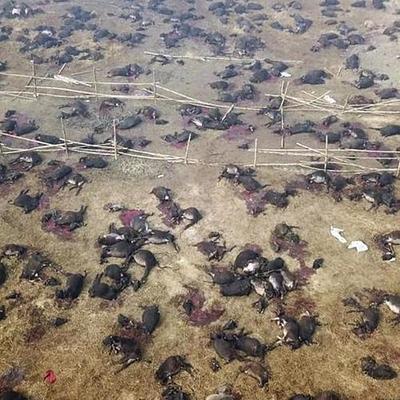 They tried to silence me at the world’s largest animal sacrifice