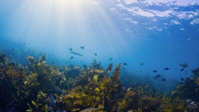 Rising ocean temperatures threaten oxygen-producing microbe
