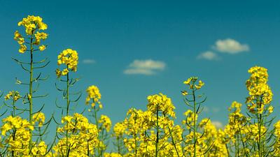 Burcon Announces First Sales of High-Purity Canola Protein