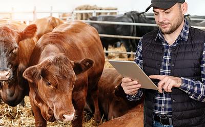 AI Caught In ‘Tug-Of-War’ Between Animal Agriculture And Advocacy