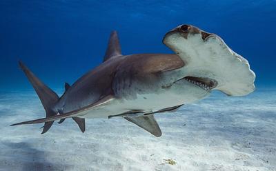 Researchers Find Meat From ‘Critically Endangered’ Sharks For Sale In The US