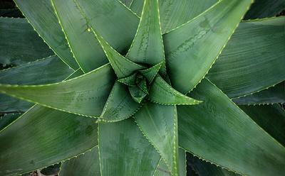 5 Powerful Plants That Can Help Heal Wounds