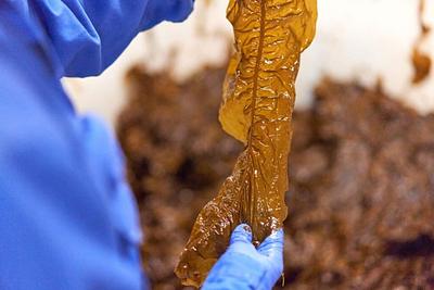 Wageningen Research Partners with Industry to Study Algae as a Sustainable Food Source