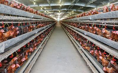 Meat Industry Executive Says UK Megafarms ‘Aren’t Particularly Big’