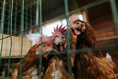 French MPs Submit Proposal Calling for the End of Caged Farming for Laying Hens in the EU