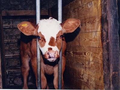 Report Says Factory Farming is the World’s Biggest Cause of Food Waste