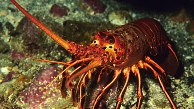 Lobsters: Sentient, Sensitive and Sacrificed