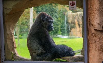 Urban Explorers Film ‘Lonely’ Gorillas At Closed Bristol Zoo