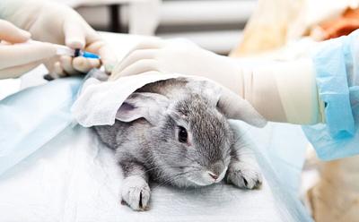 Brazil Makes History With Partial Ban On Live Animal Testing For Cosmetics