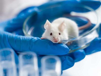 MEPs and NGOs Tell European Commission to Protect Bans on Animal Testing for Cosmetics