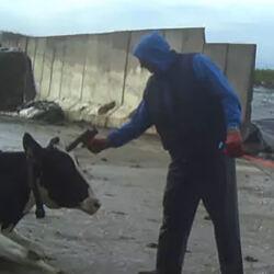 Dragged through mud and manure: How cows suffer for dairy