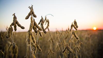 Study: Specially Bred Soybean Varieties Could Reduce Undesirable Flavors in Plant-Based Foods