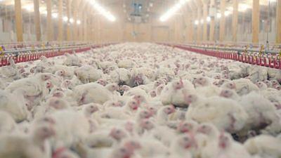 How Eating Chicken and Eggs Pollutes Our Rivers