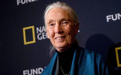 Jane Goodall, The Celebrated Primatologist Who Changed How We Think About Animals, Has Died