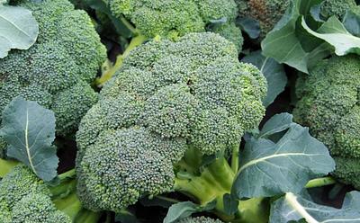 The Simple Broccoli Trick That Unlocks Maximum Nutrition