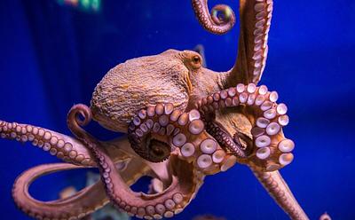CIWF Highlights The ‘Growing Threat’ Of Octopus Farming With New Report