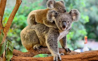 Proposed Koala National Park In Australia To Be Twice The Size Of UK’s Lake District