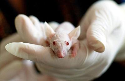 Review Says Animal Testing May Not Be Appropriate for Evaluating Safety of Cultivated Foods