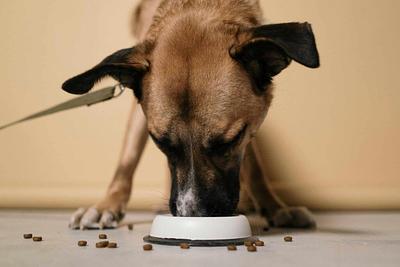 Studies Say Significant Proportion of Consumers Would Consider Cultivated or Plant-Based Diets for Pets