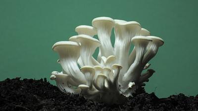 The Future is Fungi Award Recognizes Leading Fungal Innovations