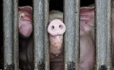 UK Meat Industry Told To Phase Out CO2 ‘Stunning’ For Pigs Within Five Years