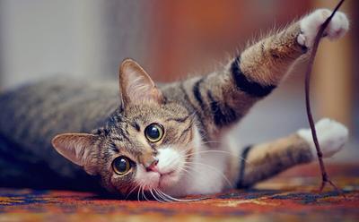 California Officially Bans Cat Declawing Unless Medically Necessary