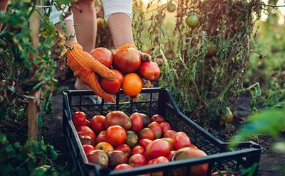 Europe Is Investing More Than $2.5 Million To Promote Plant-Based Foods