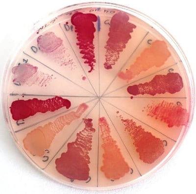 Biotope Unveils Fifth Cohort Focused on Solutions for Leather, Food Waste, and Natural Colors