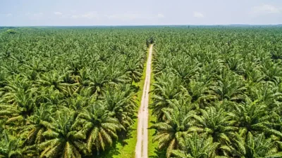 Palm Oil – The Good, the Bad, and the Ugly