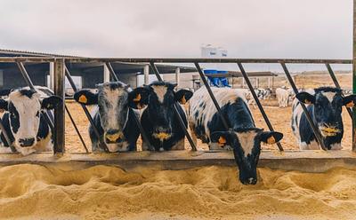 Animal Farming Is ‘World’s Biggest Cause Of Food Waste,’ Says Report