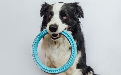 Some Dogs Can Sort Toys By Function, Says New Study On Canine ‘Label Extension’