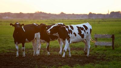 Report: Global Methane Pledge Unachievable Without Action From Major Agri-Food Companies
