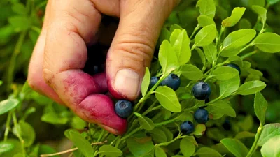 Evolution and the Paleo Myth – our ancient ancestors were plant-based