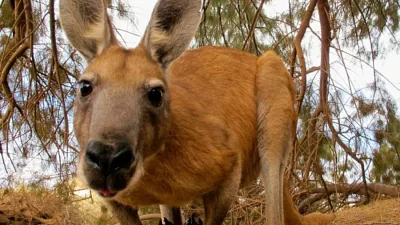 Beyond leather  … the five animals exploited by the fashion industry